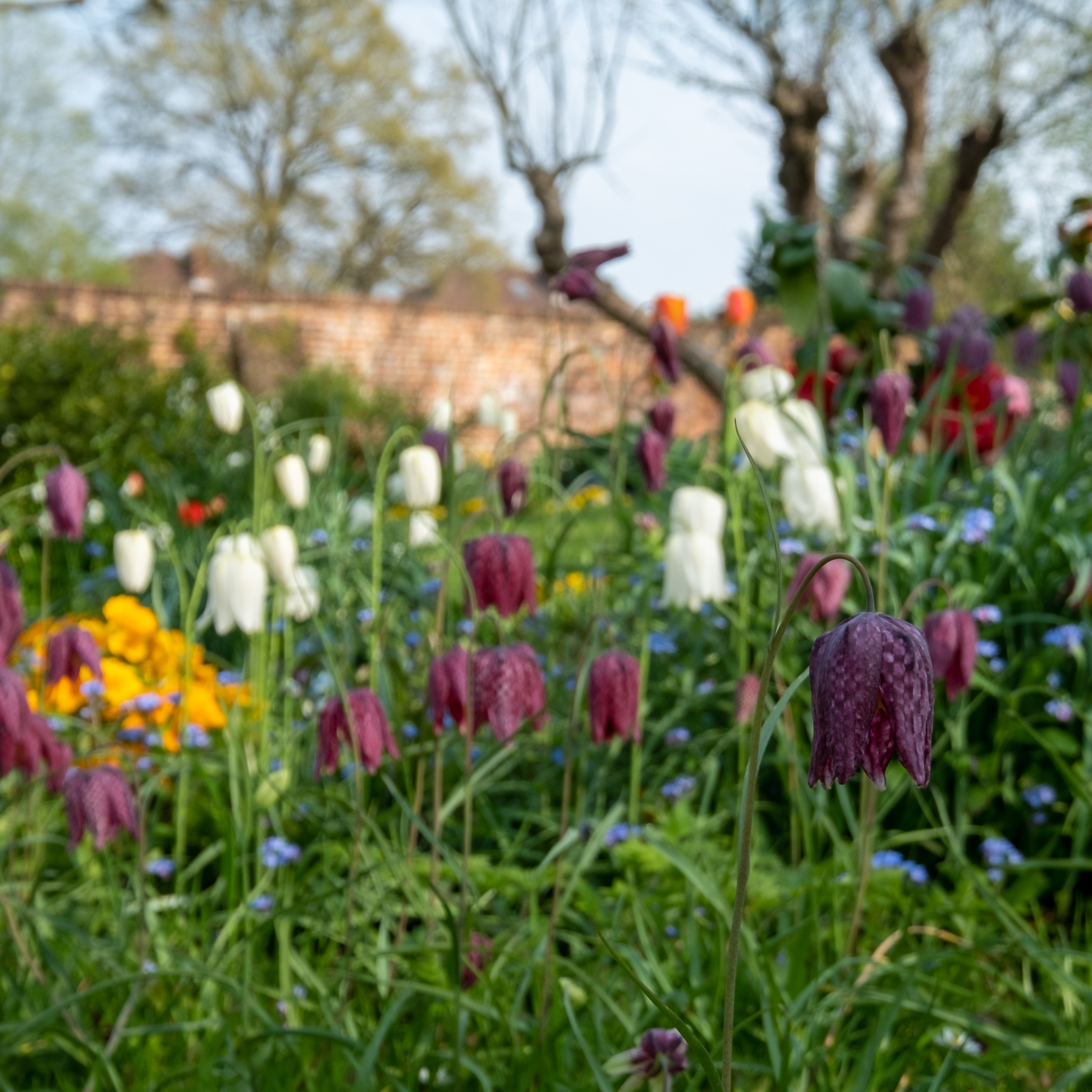 Garden Gems Flower Collection - 100 Bulbs - Gallery 8