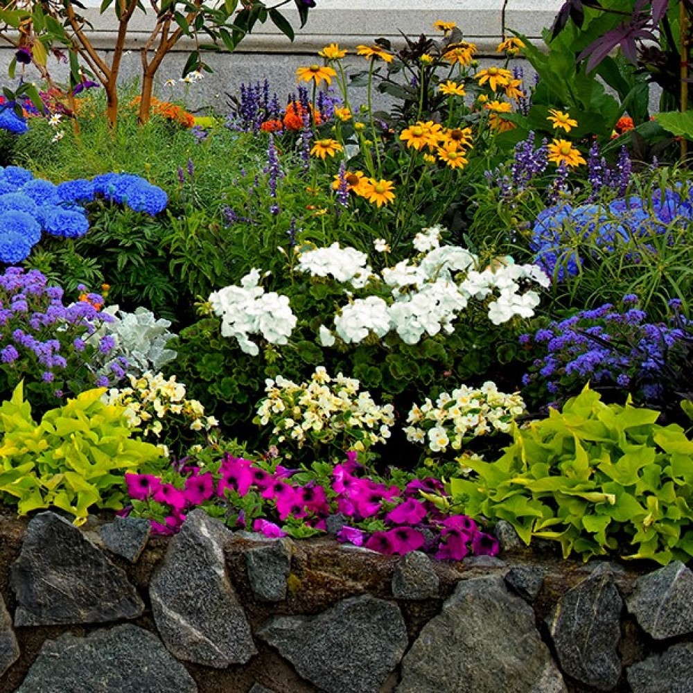 Rock Garden Flower Collection - 55 Bulbs - Gallery 9