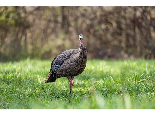 Avian-X HDR Hen Turkey Decoy X-Factor System