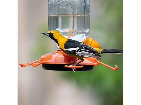 Perky-Pet 9113-2 Top-Fill Glass Oriole Feeder