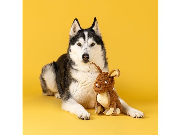 Fringe Studio Ear to Be Hoppy Durable Plush Dog Toy