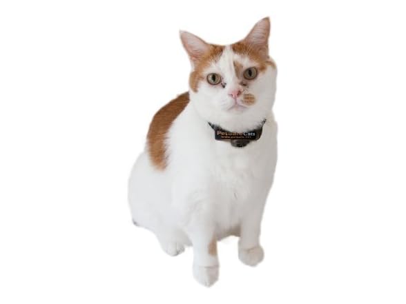 PetSafe Premium Cat Fence Extra Receiver