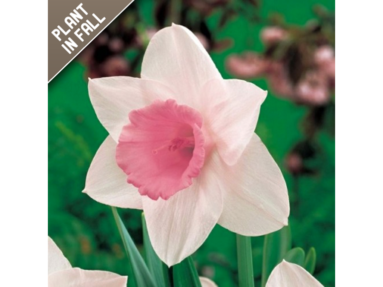 Touch Of ECO 4003-3 18 Bulbs 