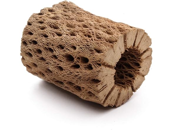 3, 6, 9, 12 In All Natural Teddy Bear Cholla