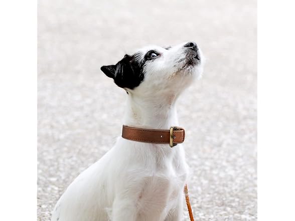 Classic Brown Leather Dog Collar for Small Me