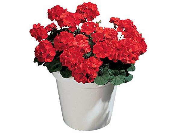 Burpee Big Red Geranium Seeds 10 seeds