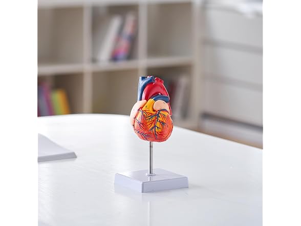 VEVOR Human Heart Model, 2-Part 1:1