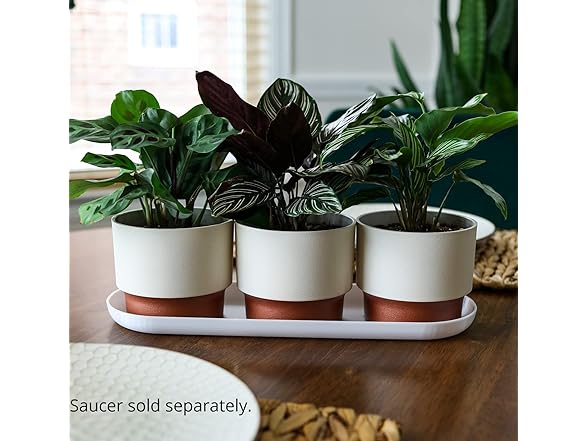 HC Companies 2.5" Succulent Pot