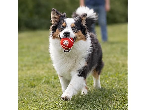 American Kennel Club 6-Pack Tennis Balls