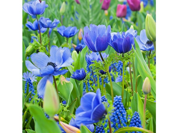 Blue Flower Spring Collection - 40 Bulbs