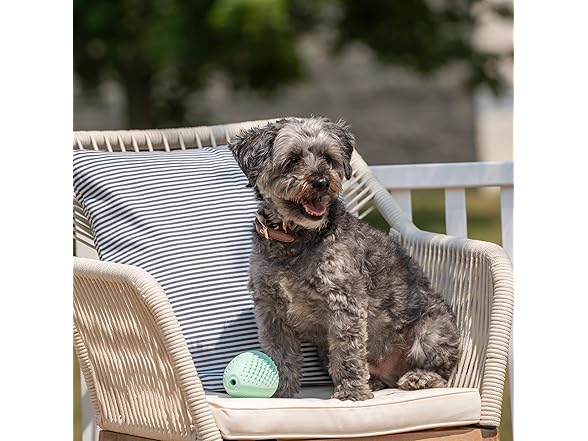 Chew King Treater Dental Dog Toy