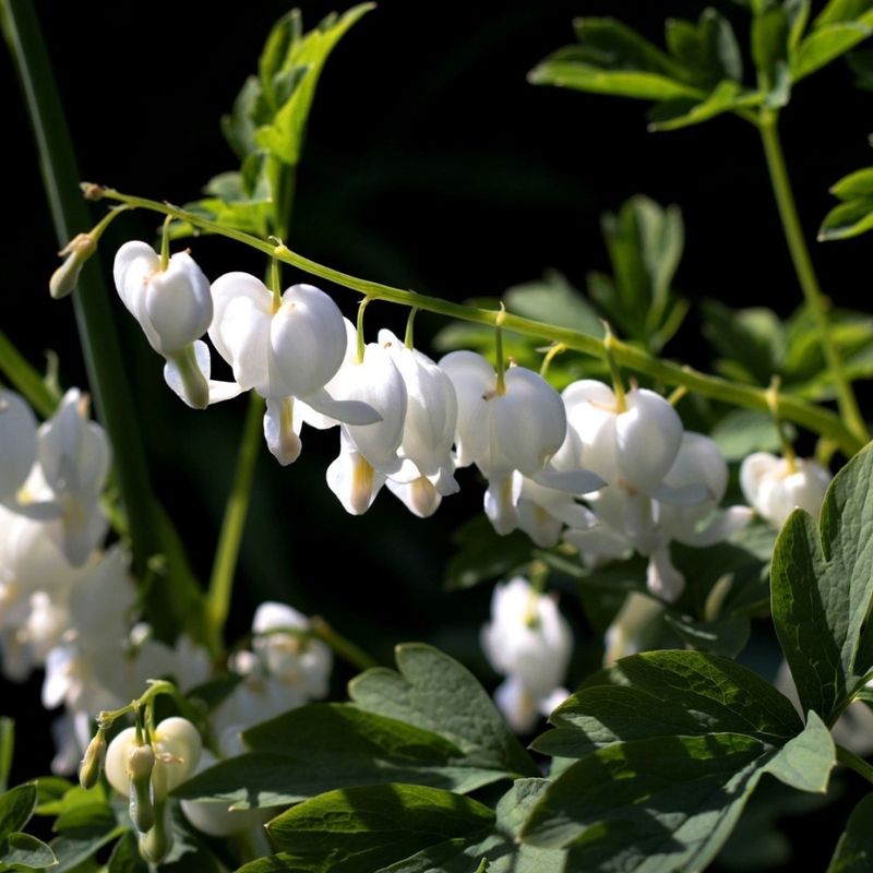 Old Fashioned Bleeding Hearts Flowers White - Gallery 9