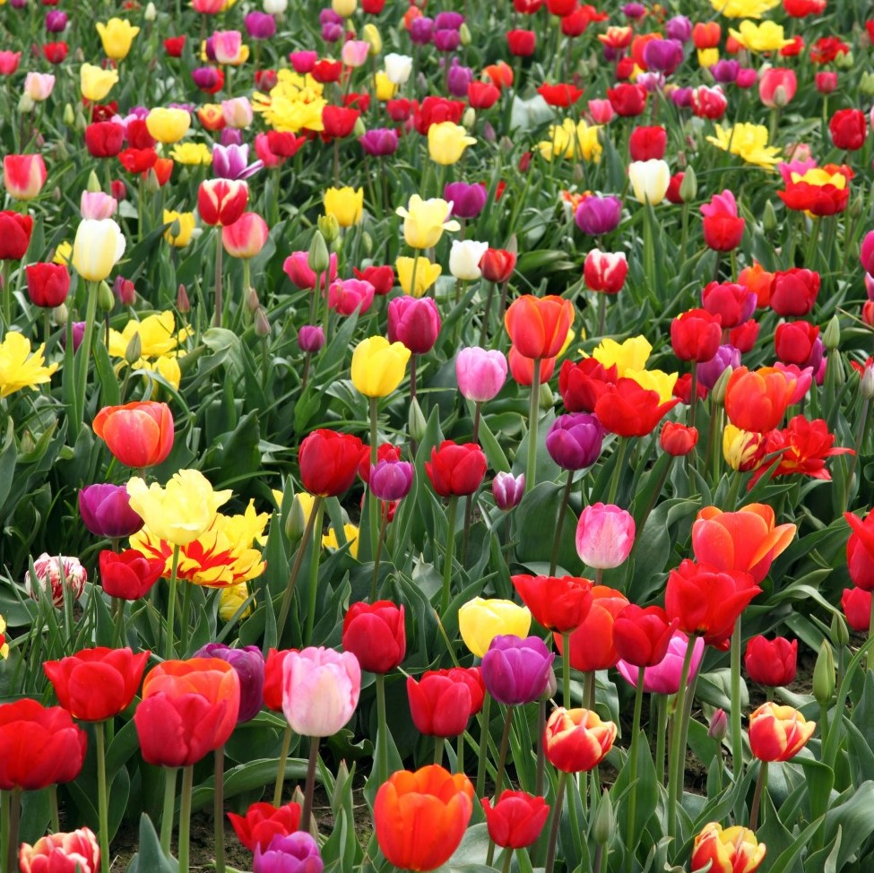 Mixed Double Tulip Late Blooming Flowers - Gallery 5
