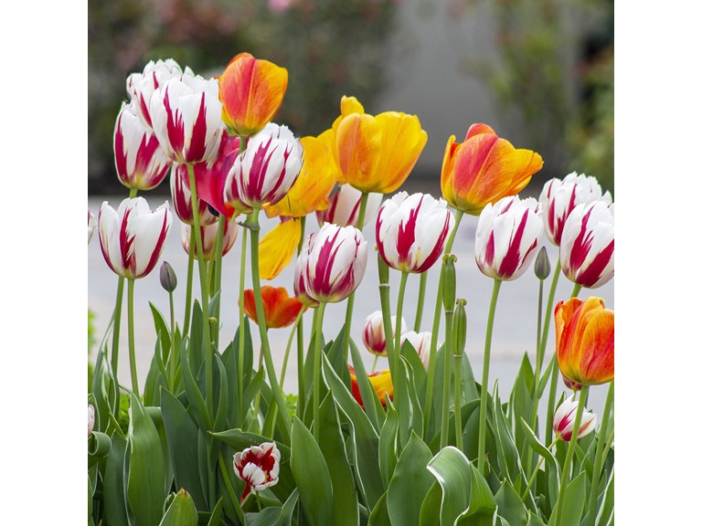 Touch Of ECO Mixed Sorbet Tulip Flowers - 8 Bulbs