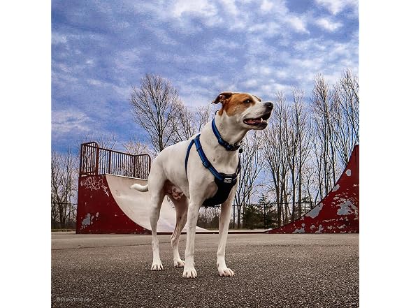Coastal Pet K9 Explorer Reflective Adjustabl