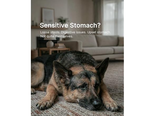 Probiotics for Dogs