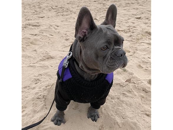 Gooby Fashion Vest Dog Jacket, Violet, Small