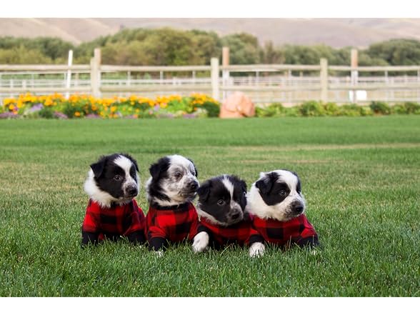 LazyOne Flapjacks, One-Piece Dog Sweater, Co
