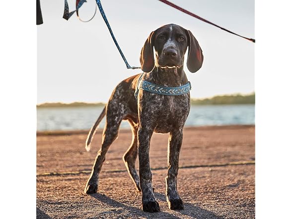 Hurtta Razzle-Dazzle H-Harness, Hedge, 26-32