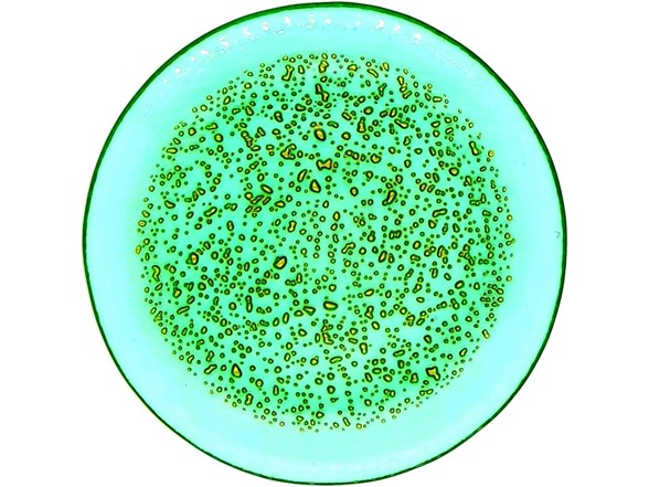 Emerald/Gold