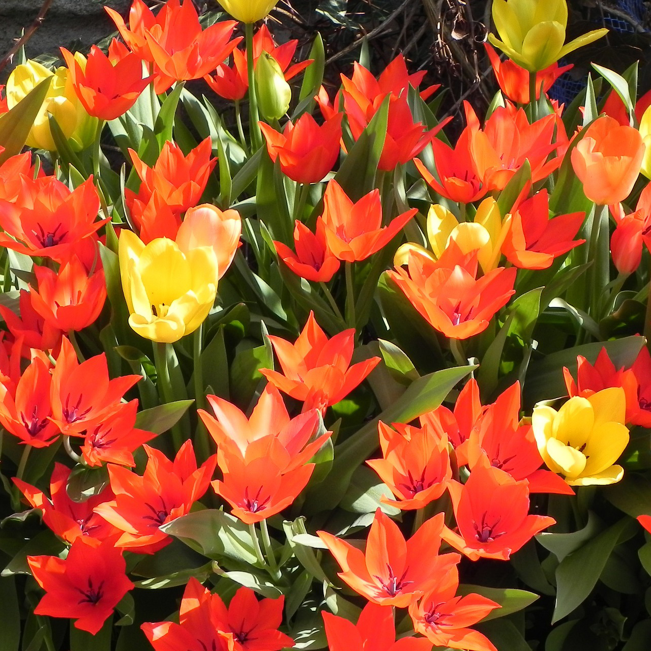 Ground Cover Tulip Flowers - Gallery 5