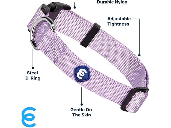 Blueberry Pet Essentials Medium Dog Collar in Lavender