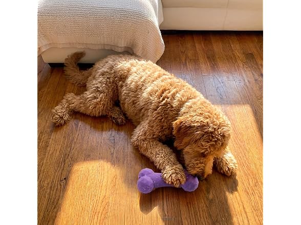 Pupstages Pupstages Flex-Force Bone Dog Toy for