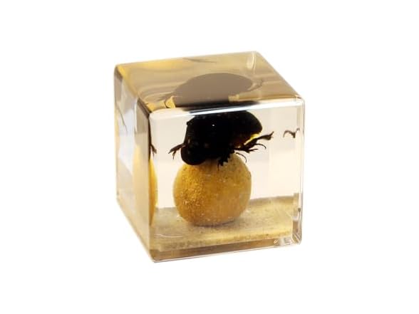 REALBUG Real Dung Beetle Cube
