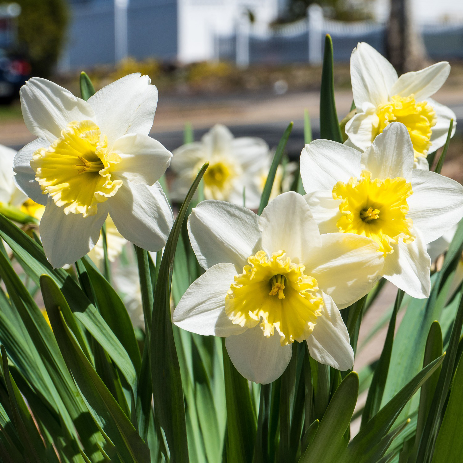 White Lion Daffodil Flowers - Gallery 6