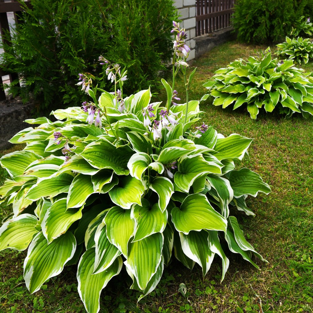 Heart Shaped Hosta - 9-Bare Roots - Gallery 5