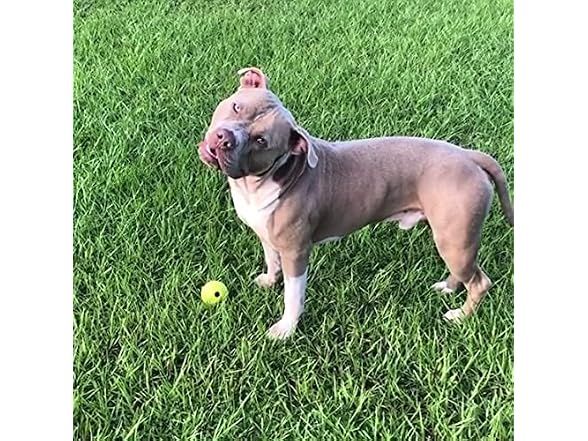 Chew King Supreme Rubber Fetch Balls - Extrem