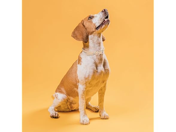 Dogline Rolled Leather Dog Collar
