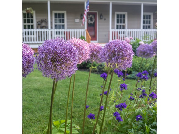 Allium Giganteum Flowers