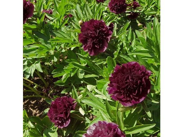 Black Raspberry Peony Flowers - 3 Bulbs