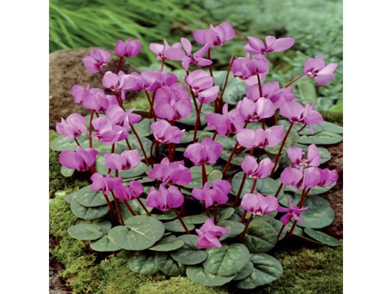 Cyclamen Coum Flowers 6 Bulbs