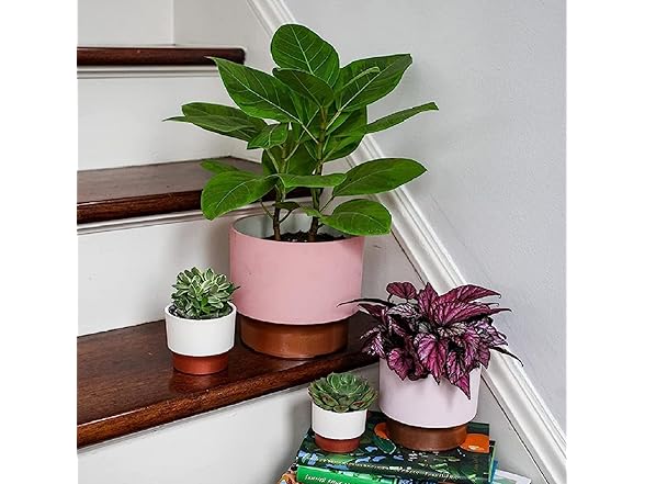 HC Companies 2.5" Succulent Pot