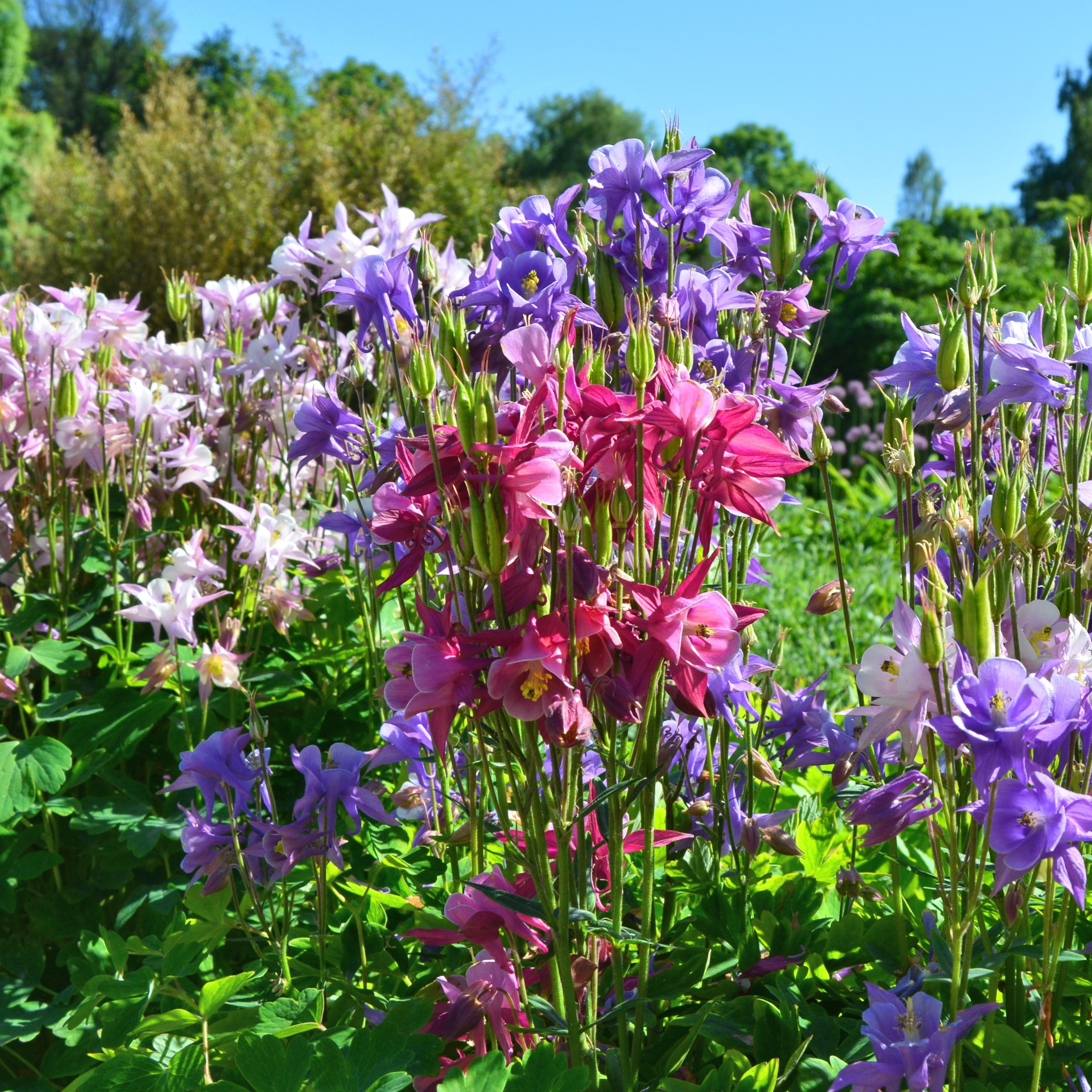Mixed Columbine - Gallery 7