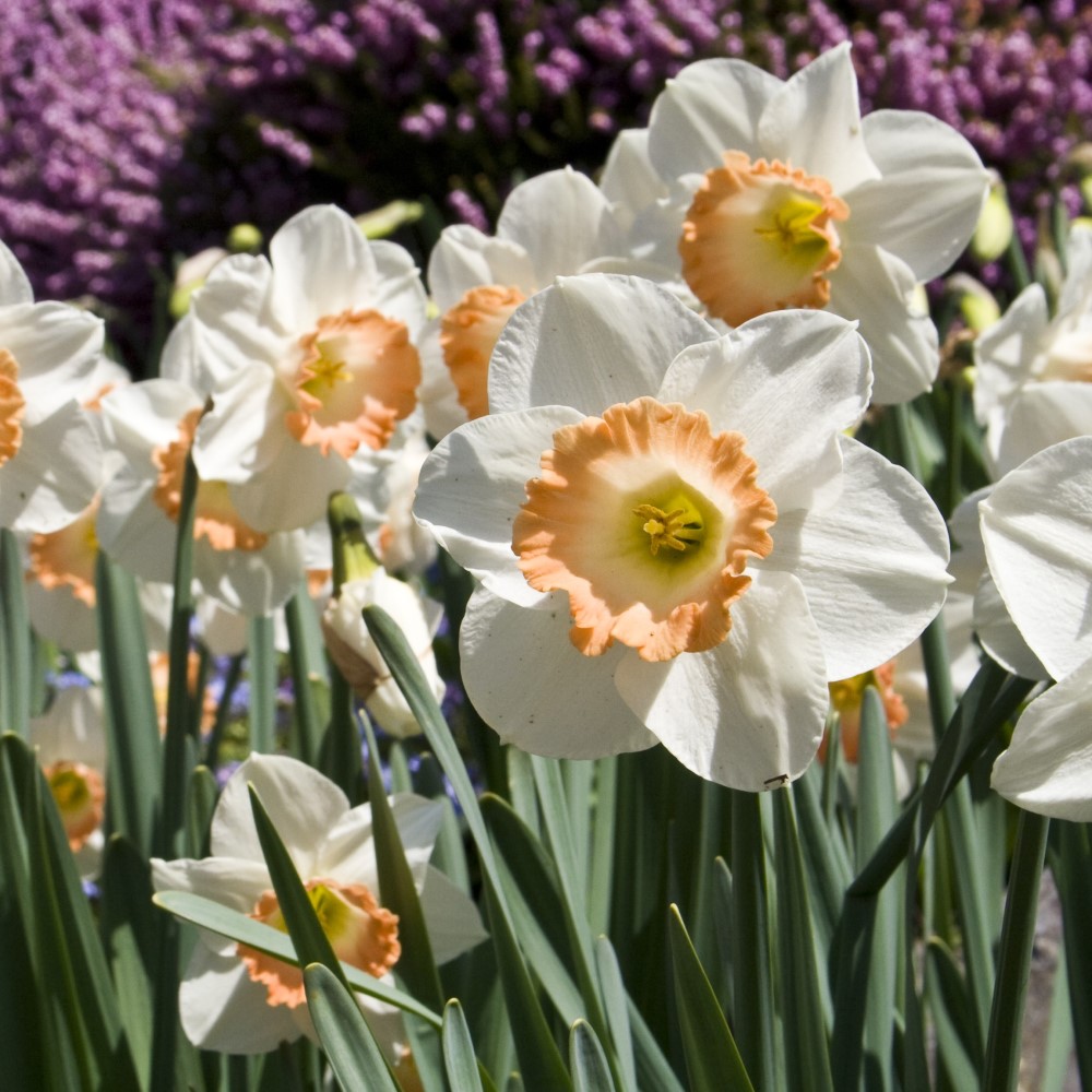 Dutch Pink Daffodil Flowers - Gallery 4