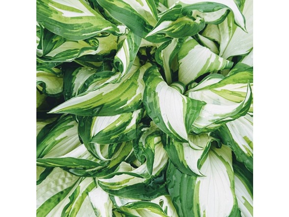 Fire & Ice Hosta - 4 Bare Roots