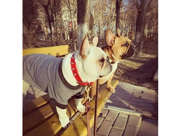 Enjoying Spiky Dog Collar, Spiked Dog Collar