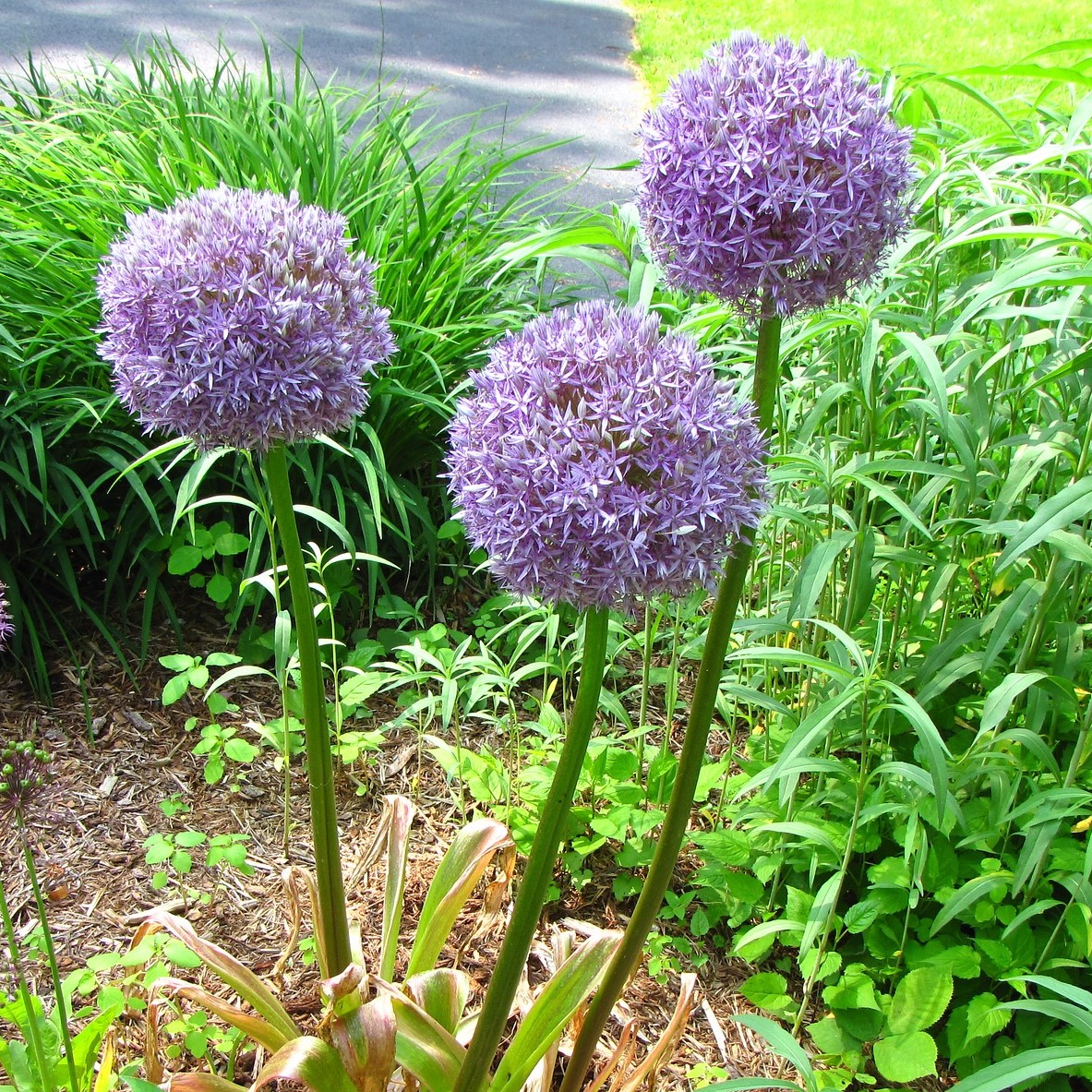 Allium Giganteum Flowers - Gallery 6