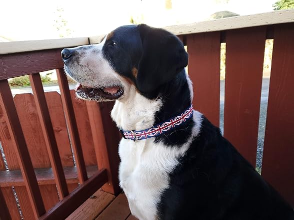 Buttonsmith Union Jack Dog Collar