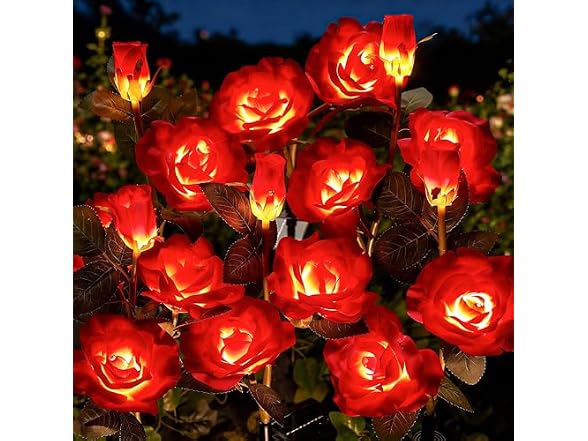 Red Rose