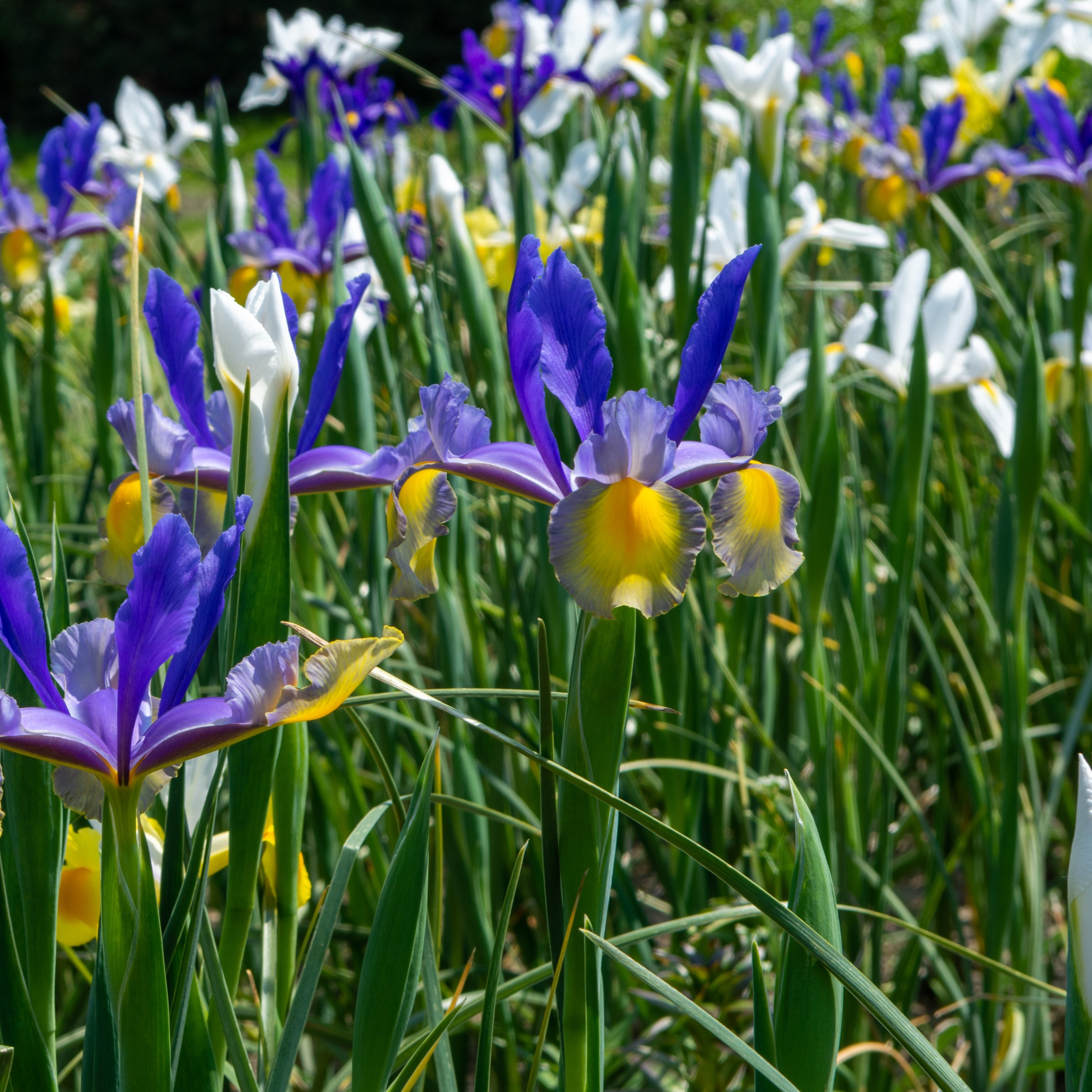 Dutch Iris Mix Flowers - Gallery 8