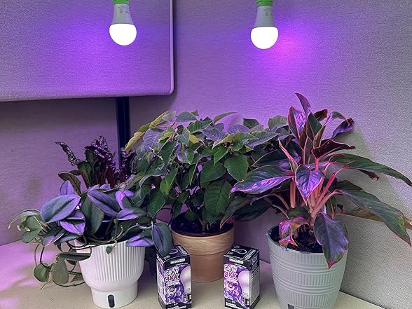 Grow Light 4-Socket White Purple 4KK