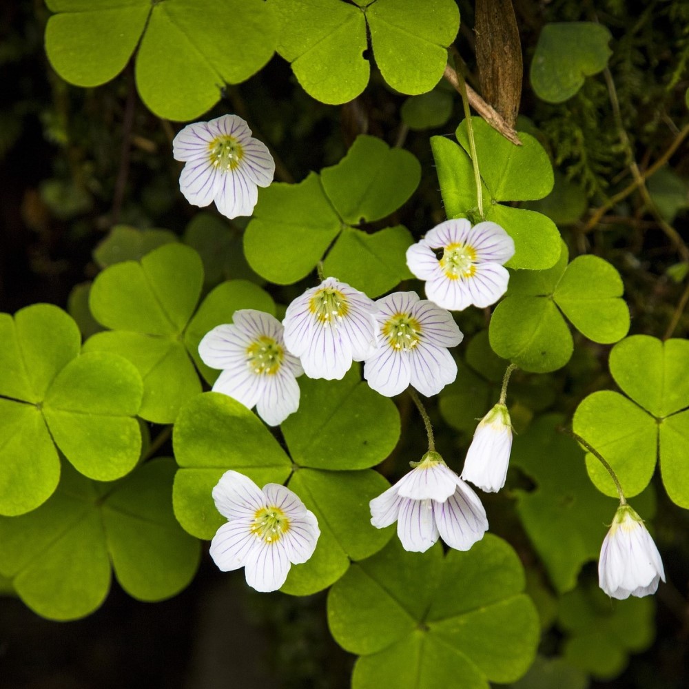 Summer Wedding Collection (100 Bulbs) - Gallery 15