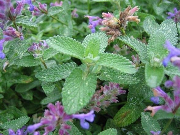 22Day Seeds Catmint Catnip Heirloom