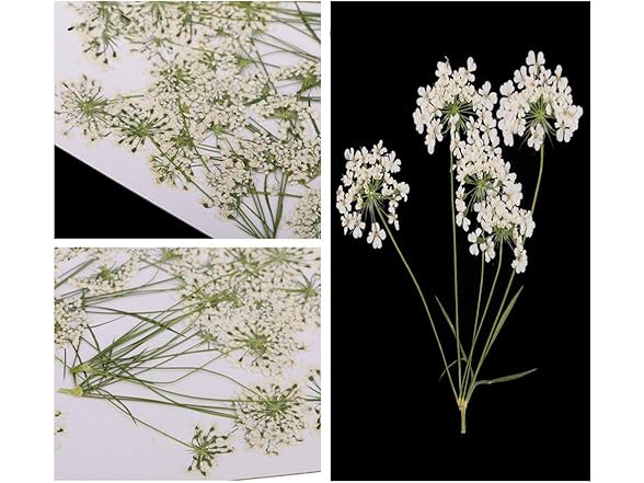 Ximkee Natural Real Pressed Dried Flower