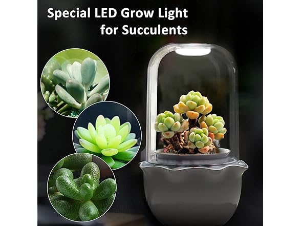 CheerGrow CheerGrow Succulent Pot with Grow Ligh