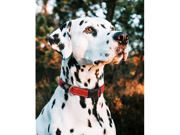 Reflective Dog Collar for Extra Large Dogs,